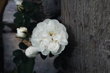 Obraz na płótnie Canvas Tea roses. Blooming tea rose. White rose in a dark key.