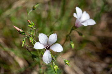Macrophotographie de fleur sauvage -  Lin à feuilles étroites - Linum tenuifolium