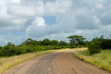 Fototapeta na wymiar African road in savanna, South Africa, Kruger national park 