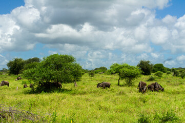 Wildebeest antelopes in savanna, Kenya, Africa
