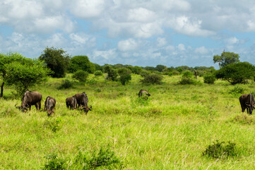 Fototapeta na wymiar Wildebeest antelopes in savanna, Kenya, Africa 