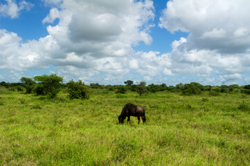 Fototapeta premium Wildebeest antelopes in savanna, Kenya, Africa 