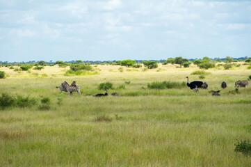 African savanna landscape with animals, South Africa
