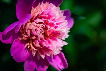 Peony flowers in a garden
