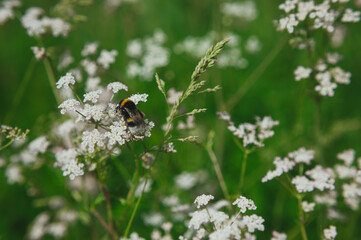  a bee collects pollen from a anthriscus sylvestris. bee collecting pollen from a small white flower