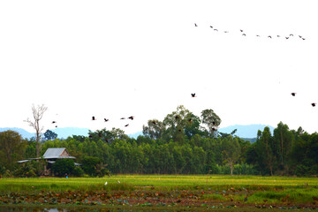 a flock of Lesser Whistling Duck is flying