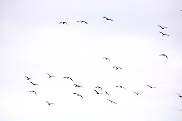 a flock of Lesser Whistling Duck is flying