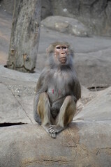Wild Hamadryas baboon, zoo of Frankfurt (Germany)