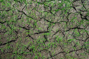 Contraction cracks in dry earth on a rice field, caused by below-average precipitation in a region, with some green manage to survive.