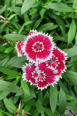 red dahlia flower