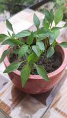 fresh herbs in a pot