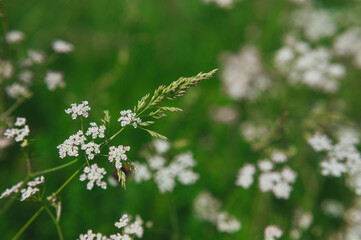 anthriscus sylvestris white in the meadow