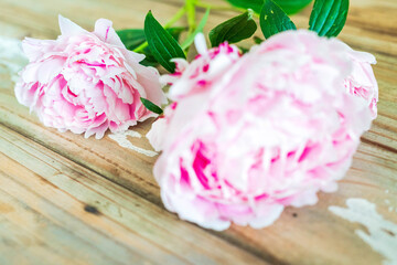 pivoines sarah bernhardt sur table en bois vintage