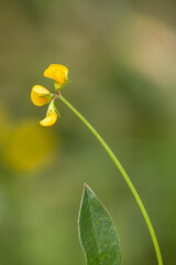 Macrophotographie de fleur sauvage -  Lotier corniculé - Lotus corniculatus