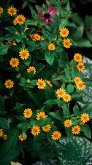 yellow flowers background