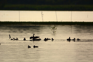 a flock of Lesser Whistling Duck  is swimming on a water