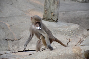 Wild Hamadryas baboon, zoo of Frankfurt (Germany)