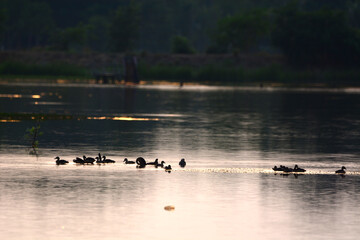 a flock of Lesser Whistling Duck  is swimming on a water