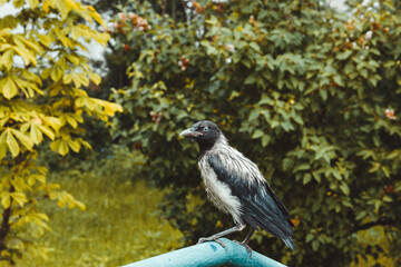 Wet crow on the parapet against the background of green bushes. Selective focus