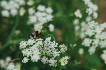 a bee collects pollen from a anthriscus sylvestris. bee collecting pollen from a small white flower