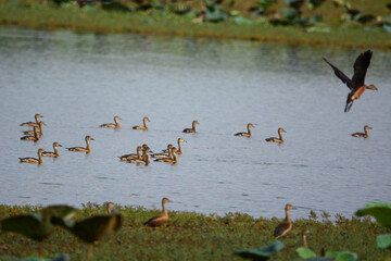 a flock of Lesser Whistling Duck  is swimming on a water