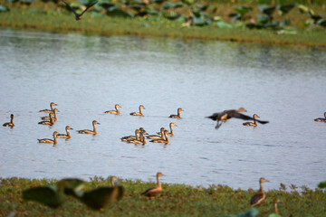 a flock of Lesser Whistling Duck  is swimming on a water