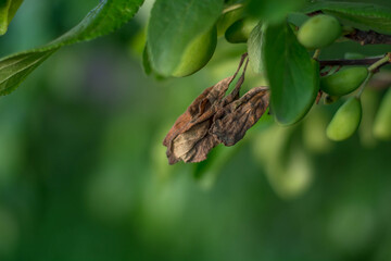 dried leaves on a tree in summer