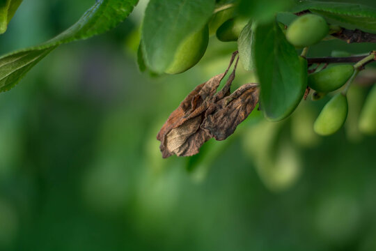 dried leaves on a tree in summer