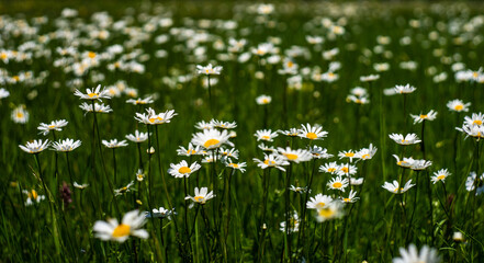 White daisies in the wild field
