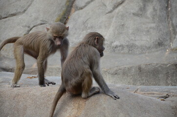 Wild Hamadryas baboon, zoo of Frankfurt (Germany)