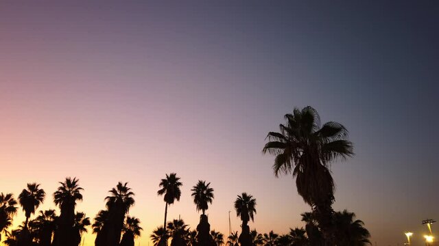 Aerial: Low angle view of silhouette palm trees against sky during sunset - Tel Aviv, Israel