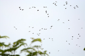 a flock of Lesser Whistling Duck  is flying