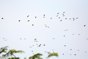 a flock of Lesser Whistling Duck  is flying