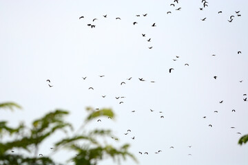 a flock of Lesser Whistling Duck  is flying