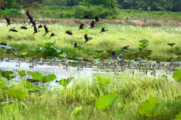 a flock of Lesser Whistling Duck  is swimming on a water