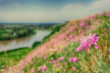 spring flowers colorized