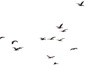 a flock of Lesser Whistling Duck  is flying