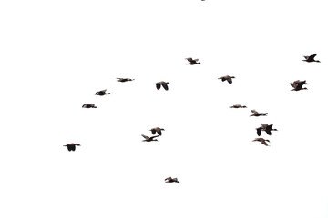 Obraz premium a flock of Lesser Whistling Duck is flying