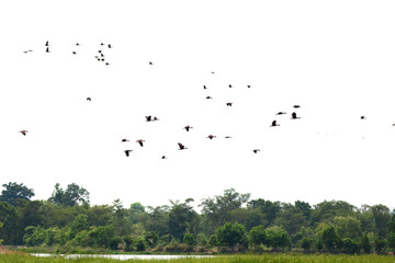 a flock of Lesser Whistling Duck  is flying