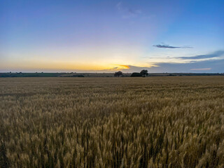 Obraz premium Sunset and wheat spike