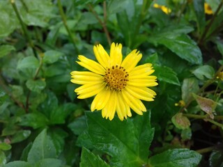 This is beautiful flowers and his God gifted beauty