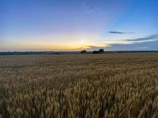 Fototapeta na wymiar Sunset and wheat spike