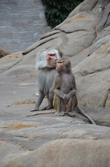 Wild Hamadryas baboon, zoo of Frankfurt (Germany)