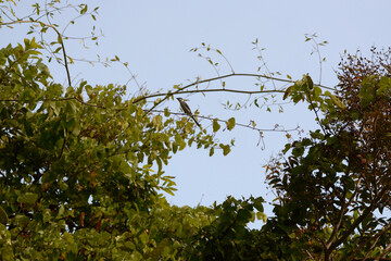 Ashy Minivet is on a tree branch