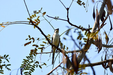 Ashy Minivet is on a tree branch