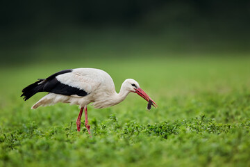 Fototapeta premium White stork (Ciconia ciconia) with a common vole (Microtus arvalis) in its beak. Bird while hunting for food. Wild scene from nature. Birds help reduce rodents in the fields.