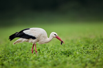 White stork (Ciconia ciconia) with a common vole (Microtus arvalis)  in its beak. Bird while hunting for food. Wild scene from nature. Birds help reduce rodents in the fields.