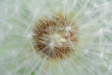 White dandelion head with seeds close-up. Summer floral background. Airy and fluffy wallpaper. Horizontal shot. Macro