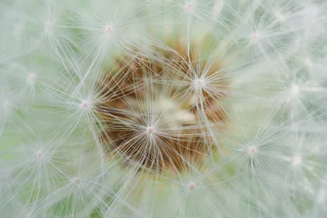 Foto auf Leinwand White dandelion head with seeds close-up. Summer floral background. Airy and fluffy wallpaper. Horizontal shot. Macro © Deacon docs