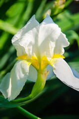 flowering  irises, flowers white irises close-up